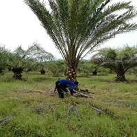Curso Sena cultivo de palma de aceite