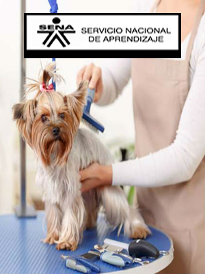 Curso de peluqueria canina Sena